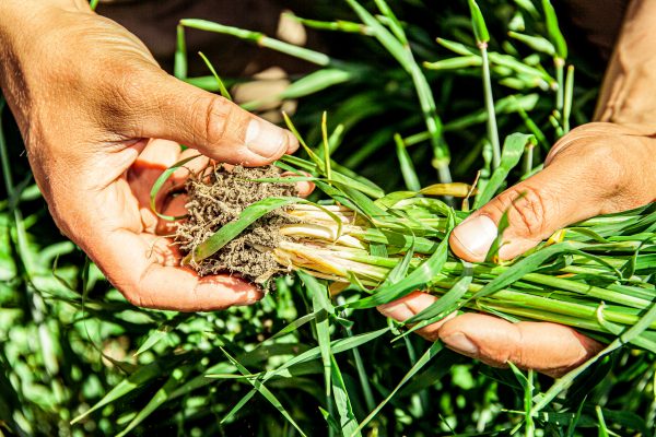 DalaFrakt fraktar växtgödning från pappersbruk, på uppdrag av Soilfood OY